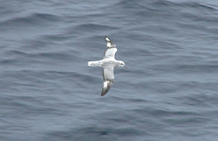 Southern (aka Antarctic) Fulmar