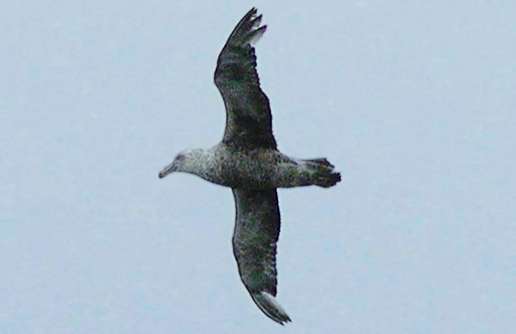 Southern Giant Petrel