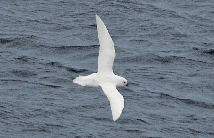 Snow Petrel