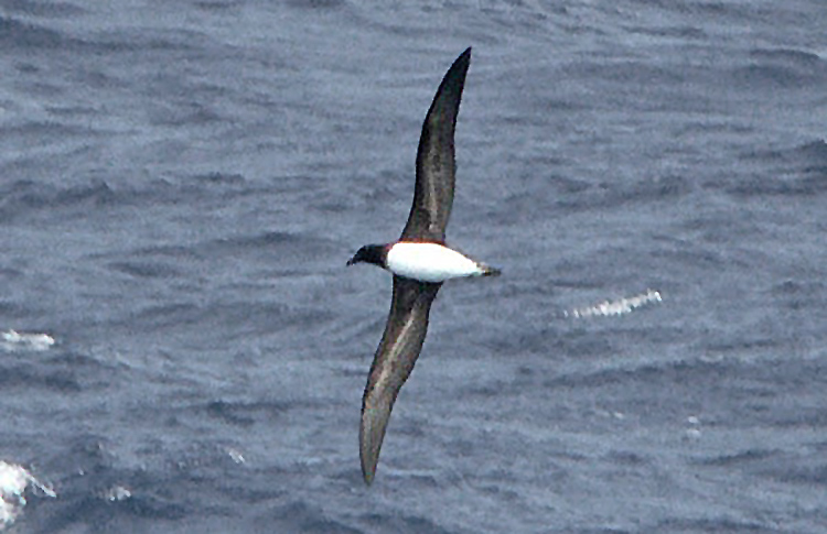 Tahiti Petrel, N of New Caledonia, April 2007