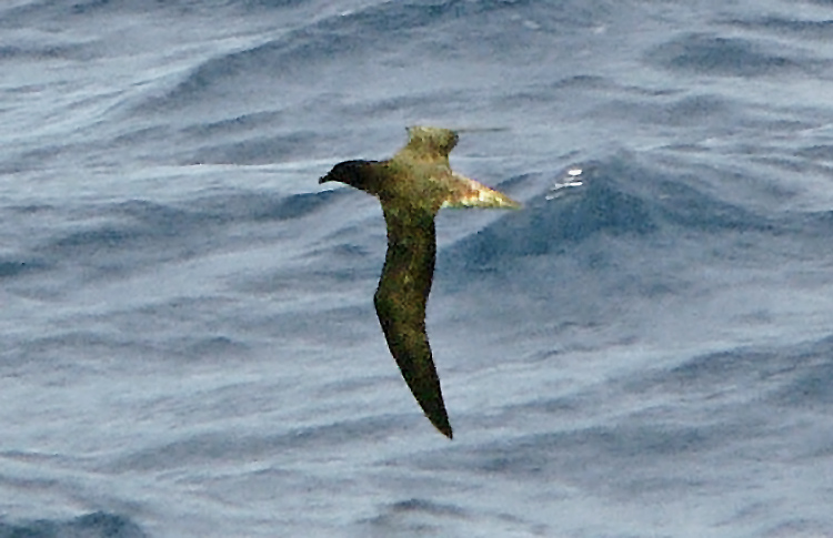 Tahiti Petrel, N of New Caledonia, April 2007