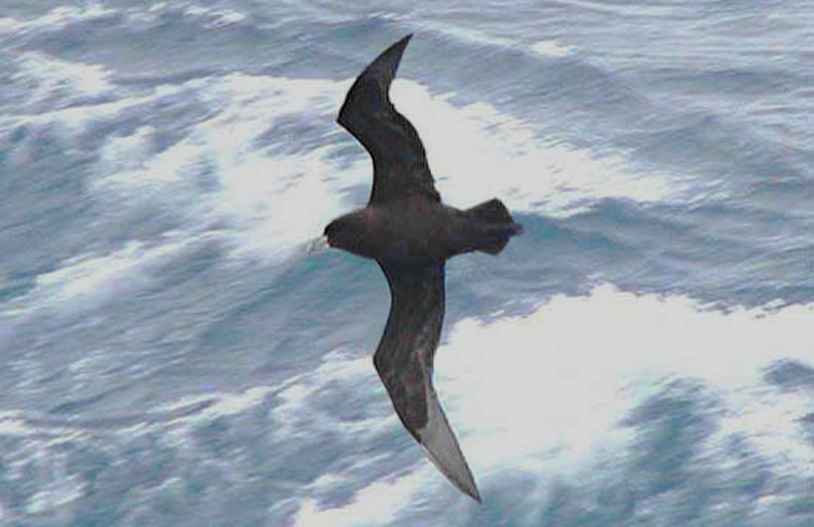 White-chinned Petrel