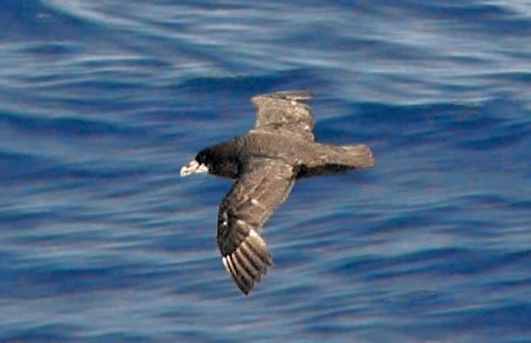 White-chinned Petrel