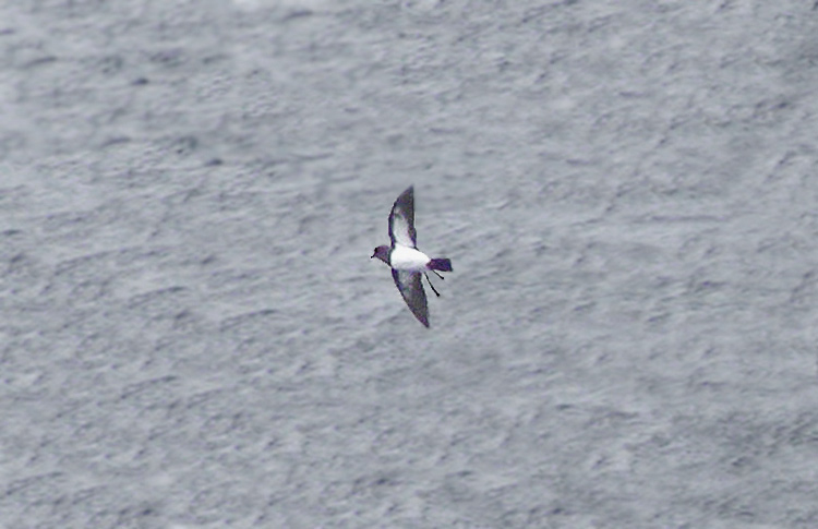 White-bellied Storm-petrel (presumed)