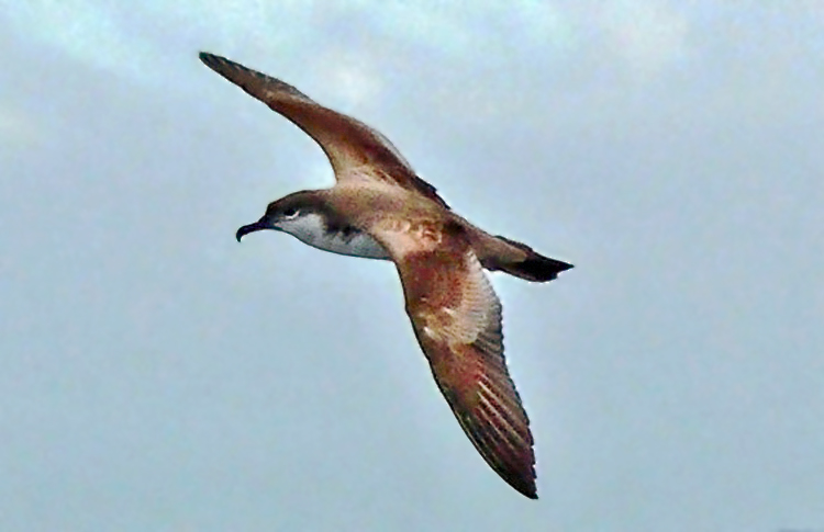 Buller's Shearwater, New Zealand, March 2007