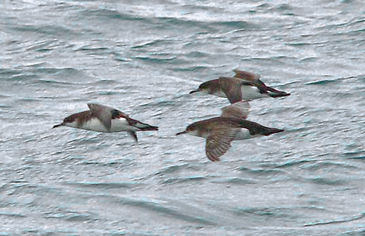 Fluttering Shearwaters, New Zealand, March 2007