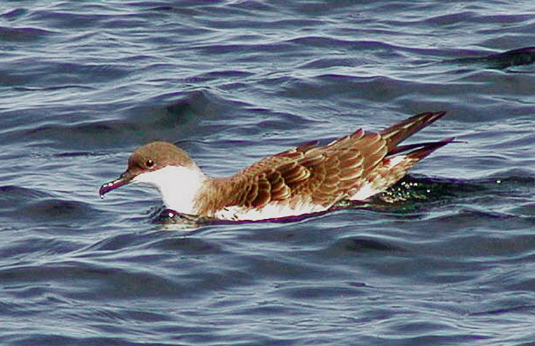 Great Shearwater