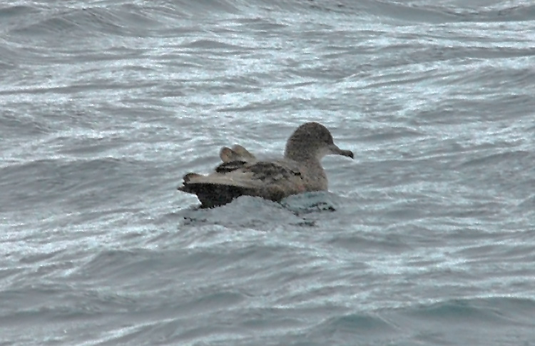 Sooty Shearwater, Alaska, June 2012