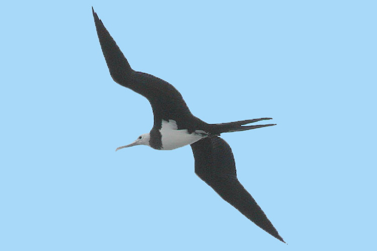 Ascension Frigatebird
