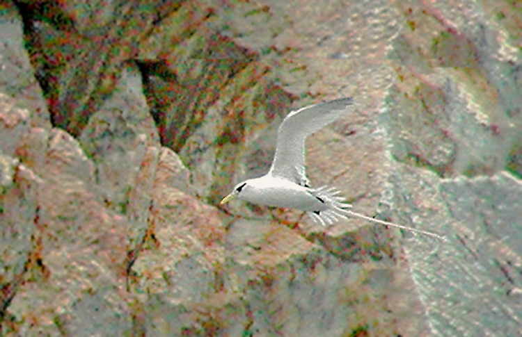 White-tailed Tropicbird