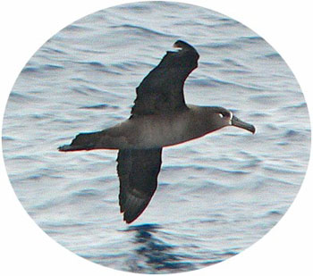 Black-footed Albatross