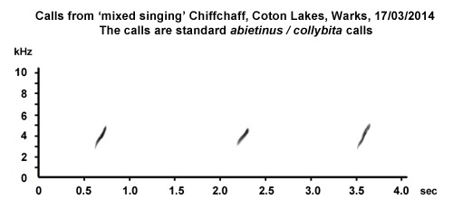 Sonogram of collybita/abietinus calls given by 'mixed singing' tristis-type 