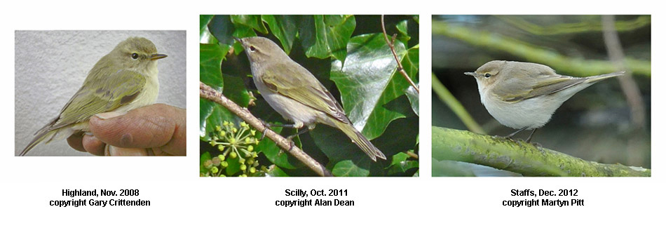 Three examples of 'grey-and-white ('Bonelli's-like')' Chiffchaffs