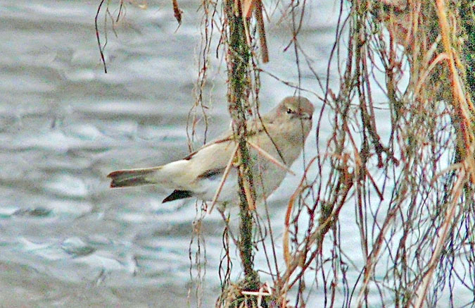 Siberian Chiffchaff, Warks, January 2013