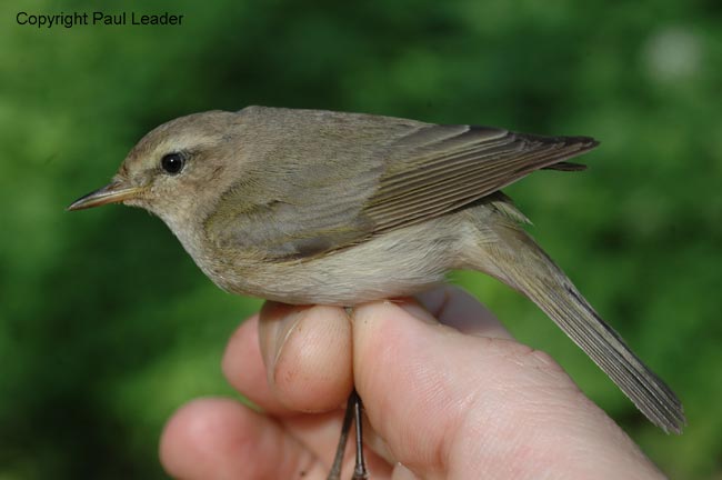 tristis, Novosibirsk, Siberia, June 2008. Paul Leader.