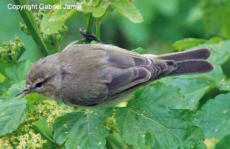 Siberian Chiffchaff, Portland, April 2008. G. Jamie