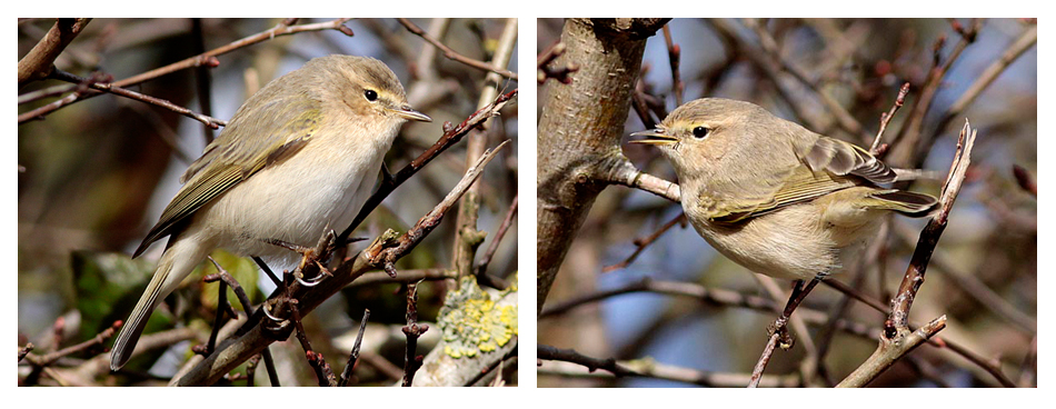 'Siberian Chiffchaff' with 'fulvescens' traits, Worcs, Feb 2015