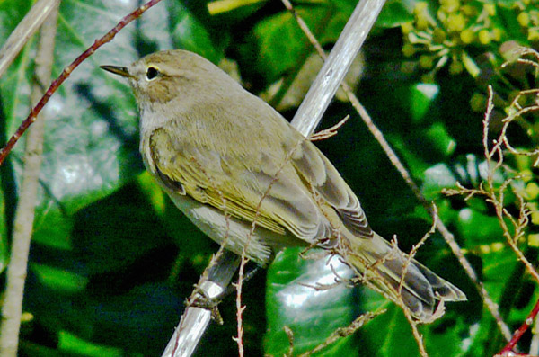 Chiffchaff with 'grey-and-white' Bonelli's-like plumage