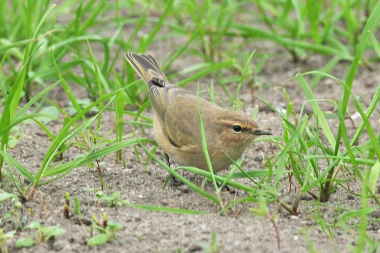 Siberian Chiffchaff, St Agnes, Scilly, October 2011