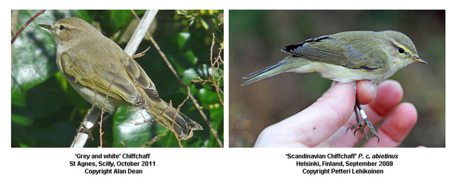 'Grey and wte' Chiffchaff, Scilly, c.f. grey example of abietinus, Finland