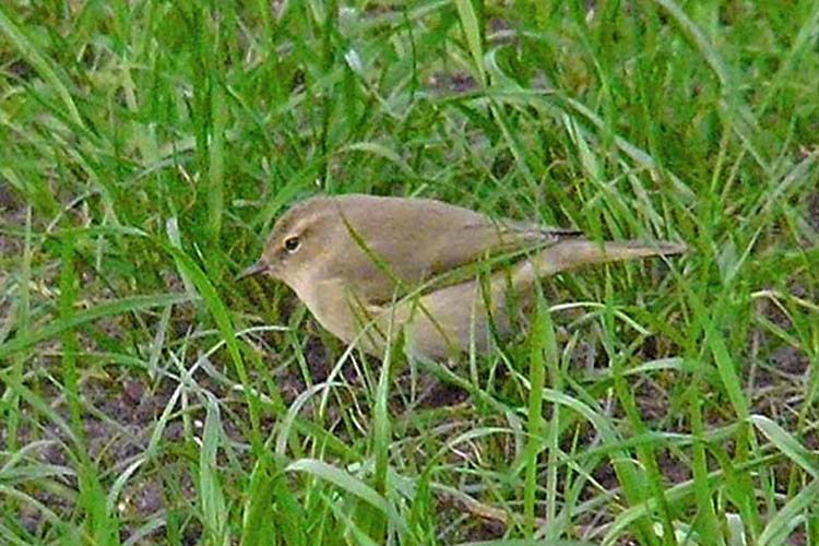 Siberian Chiffchaff, St Agnes, Scilly, October 2011