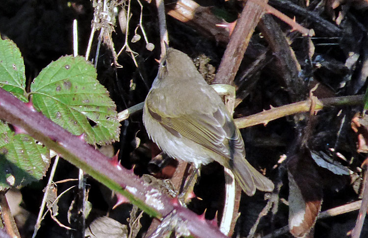 Chiffchaff with 'fulvescens' traits