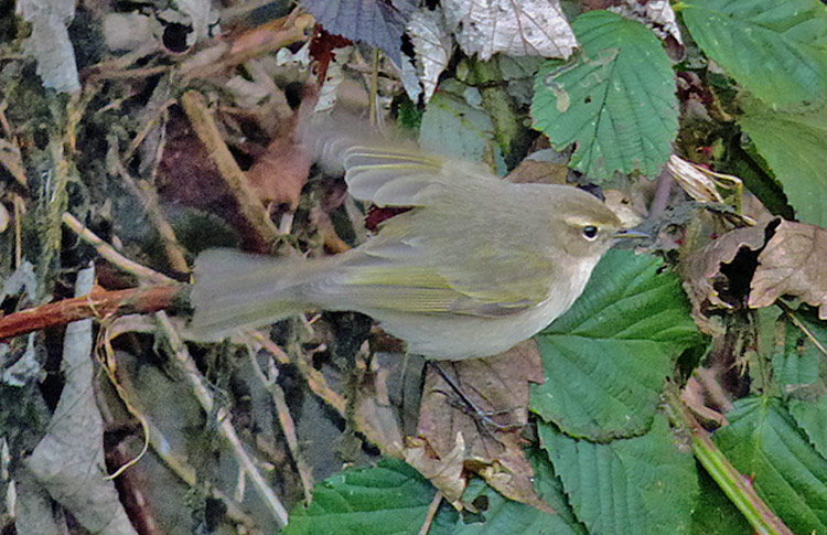 Chiffchaff with 'fulvescens' traits