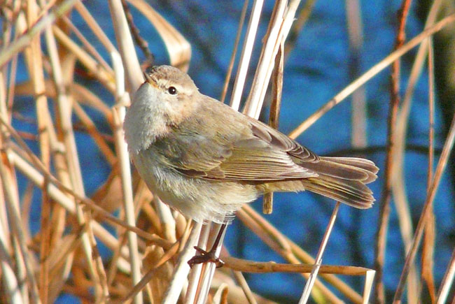 tristis morphotype with collybita/abietinus call