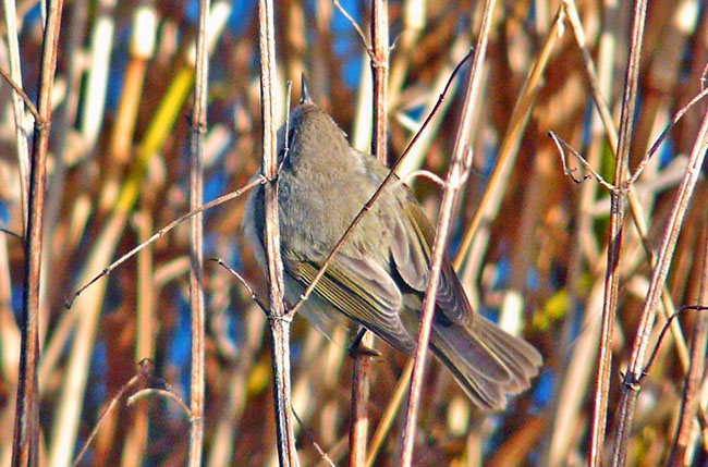 tristis morphotype with collybita/abietinus call