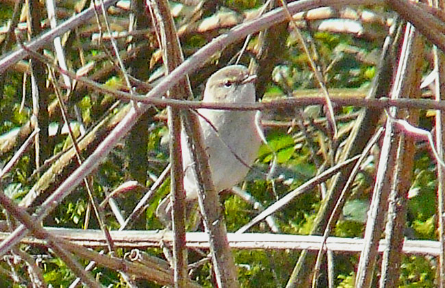 tristis morphotype with collybita/abietinus call