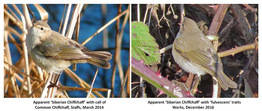 Siberian Chiffchaff types with vocal and plumage anomalies