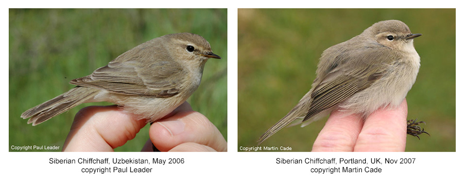 Siberian Chiffchaffs, Uzbekistan, May 2006 & Portland, Nov 2007.