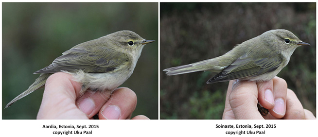 'Scandinavian Chiffchaffs' from Estonia