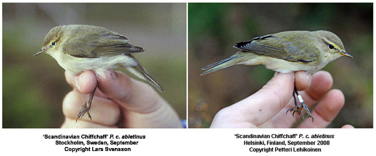 'Scandinavian Chiffchaffs' from Sweden and Finland