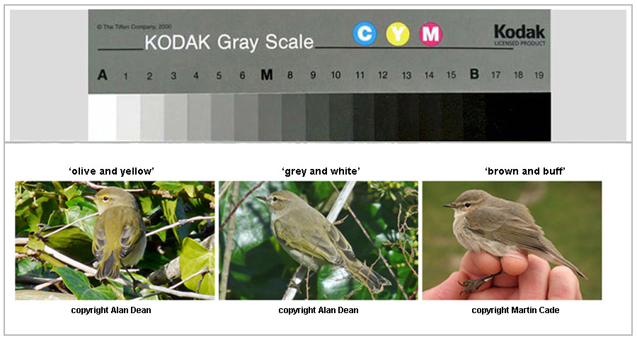 Chiffchaff hues