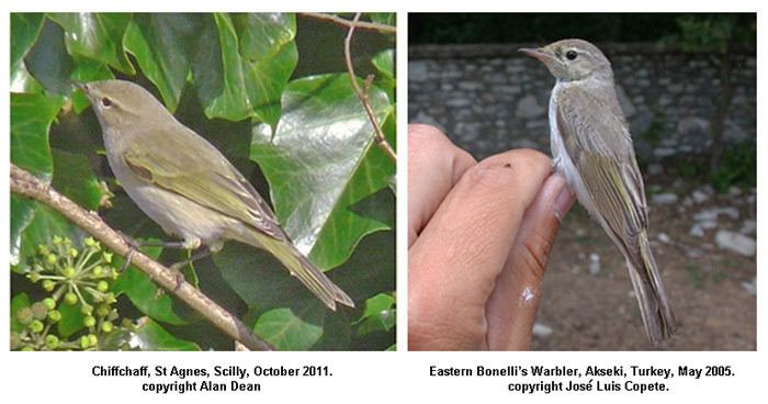 'Grey and white' Chiffchaff c.f. E Bonelli's Warbler