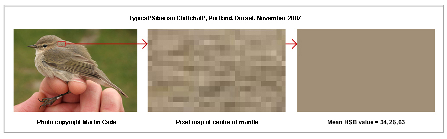 tristis upperparts pixel map