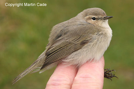 Siberian Chiffchaff, Portland, Nov 2007.  M. Cade