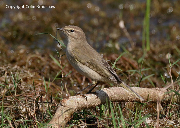 tristis, India, Nov 2006. C Bradshaw.