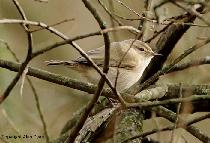 tristis, Warks, Jan 2022