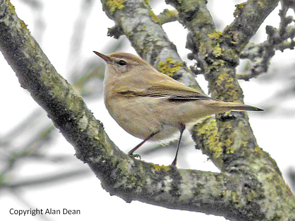 tristis, Warks, March 2025.