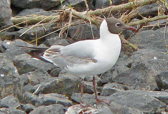 1S Black-headed Gul
