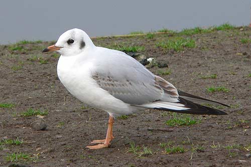 Black-headed Gull, 1W, Warks, Dec 2004