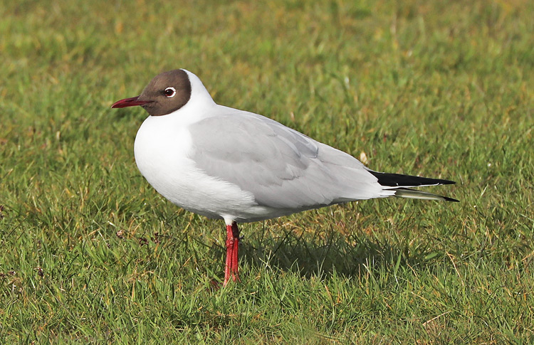 Adult Black-headed Gull, breeding plumage, WMids, April 2019