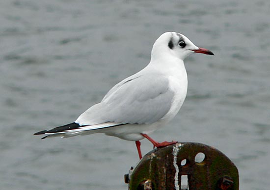 Adult winter-plumage Black-headed Gull