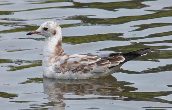 Juv/1W Black-headed Gull, WMids, July 2008
