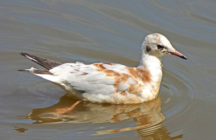 Juv/1W Black-headed Gull, WMids, July 2022