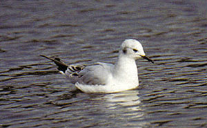 1W Bonaparte's Gull, Warks, April 1990