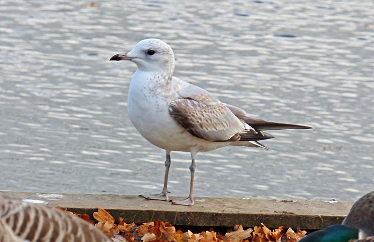 Common Gull : 1W with mixed age primaries