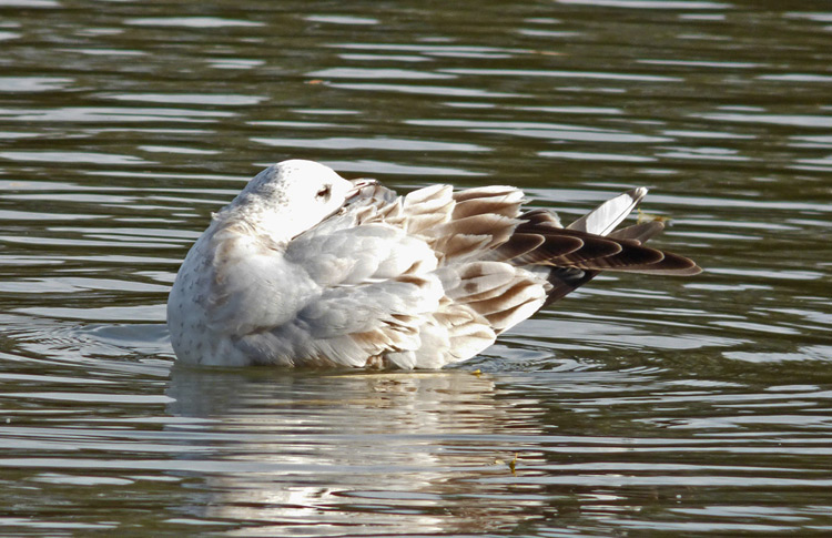 Common Gull : 1W with mixed age primaries